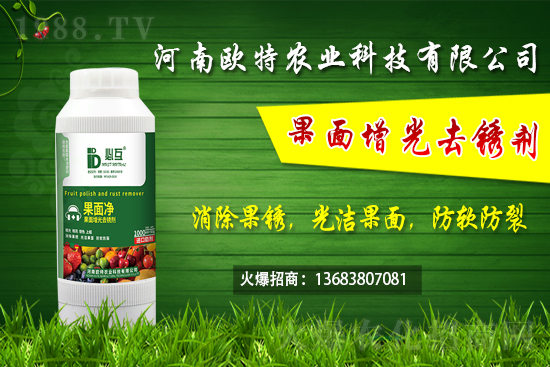 草莓施肥如何避免肥害發(fā)生？早春大棚草莓管理技術(shù)要點！