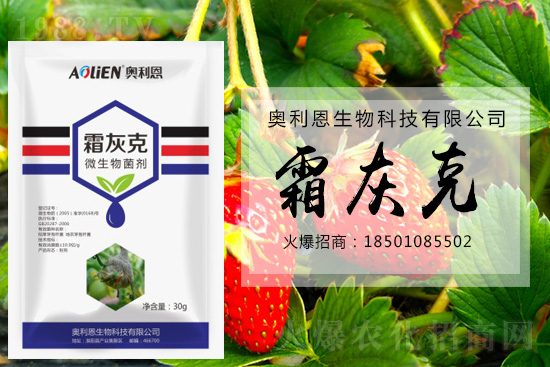 冬季草莓易發(fā)灰霉病，預(yù)防措施怎么做？