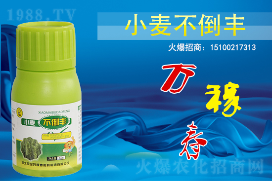 小麥不倒怎么做?還得是用小麥不倒豐!