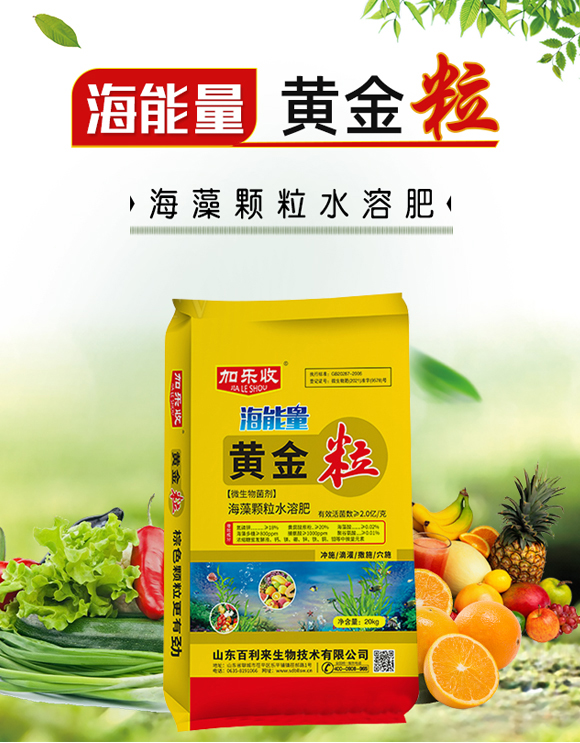 黃金粒-山東百利來(lái)生物_01