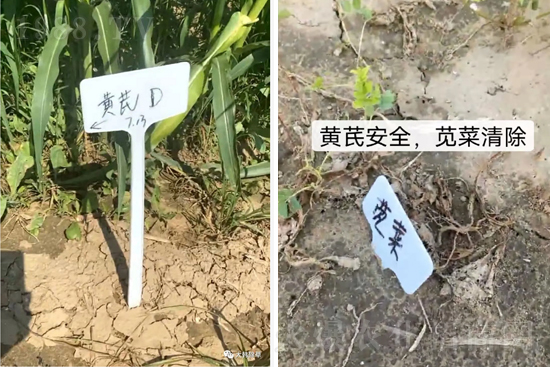 芪兵2號(hào)隆重上市！多年打造，可除莧菜的黃芪除草劑，除草更廣，更全面！