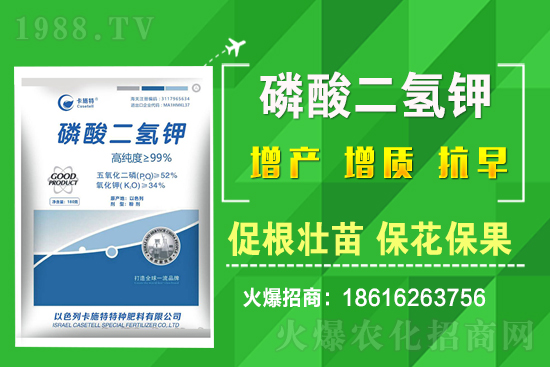 菠菜種植需要注意哪些問題？菠菜種植該怎么施肥？