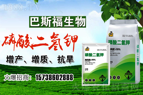 小麥價格現(xiàn)在多少錢一斤？后期行情走勢如何？