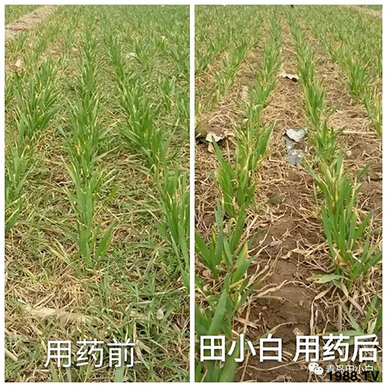 小麥雜草,節(jié)節(jié)麥泛濫成災(zāi),怎么辦?小麥除草劑怎么選