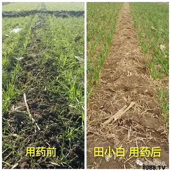 小麥雜草,節(jié)節(jié)麥泛濫成災(zāi),怎么辦?小麥除草劑怎么選