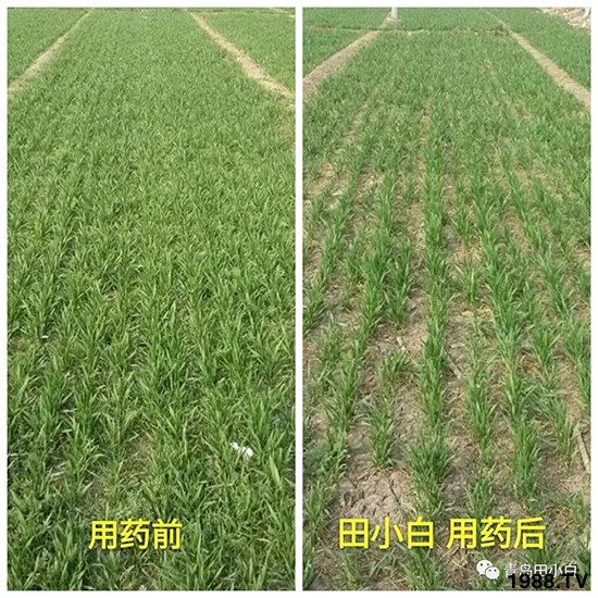 小麥雜草,節(jié)節(jié)麥泛濫成災(zāi),怎么辦?小麥除草劑怎么選