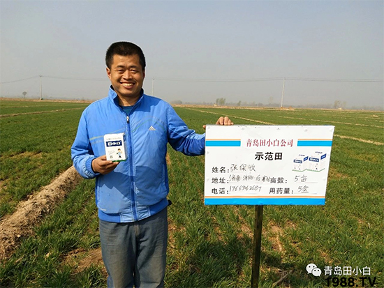 小麥雜草,節(jié)節(jié)麥泛濫成災(zāi),怎么辦?小麥除草劑怎么選