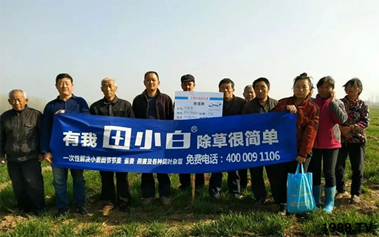 小麥雜草,節(jié)節(jié)麥泛濫成災(zāi),怎么辦?小麥除草劑怎么選