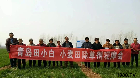 小麥雜草,節(jié)節(jié)麥泛濫成災(zāi),怎么辦?小麥除草劑怎么選