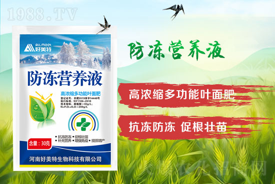 小麥倒春寒怎么預防？發(fā)生倒春寒的小麥怎么補救