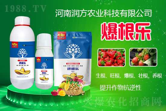 河南潤方農(nóng)業(yè)科技有限公司【微生物菌劑-爆根樂-土草帽】可幫助植物建立強(qiáng)壯強(qiáng)大的根系,促進(jìn)植物對土壤養(yǎng)分、水分與氣體的吸收利用。生根、旺根、爆根、壯根、養(yǎng)根,增強(qiáng)抗逆性。