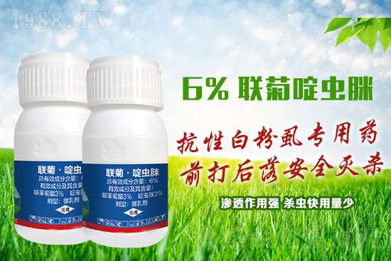 抗性白粉虱難防又難治？這樣用藥蟲(chóng)卵雙殺，死蟲(chóng)！