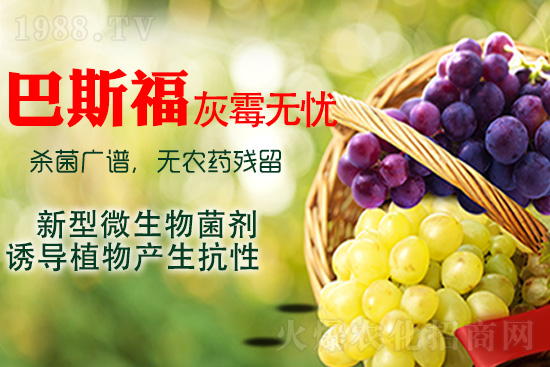 葡萄灰霉病該如何解決?灰霉病用藥建議!