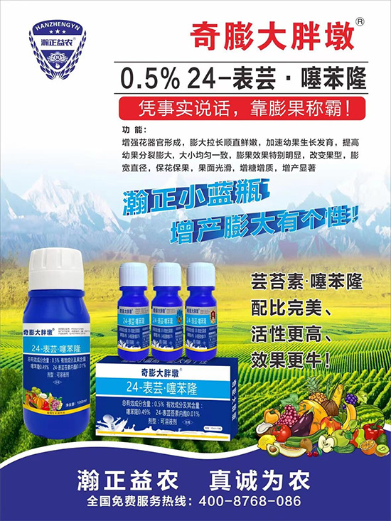     “作物要高產(chǎn)，膨果是關(guān)鍵！”果實膨大快、轉(zhuǎn)色好、賣相佳，后期的產(chǎn)量和品質(zhì)才有。近來許多的果農(nóng)菜農(nóng)紛紛反映自家的作物坐不住果、膨果慢甚至不膨果，即便膨果，后期軟果空果等情況頻繁發(fā)生，