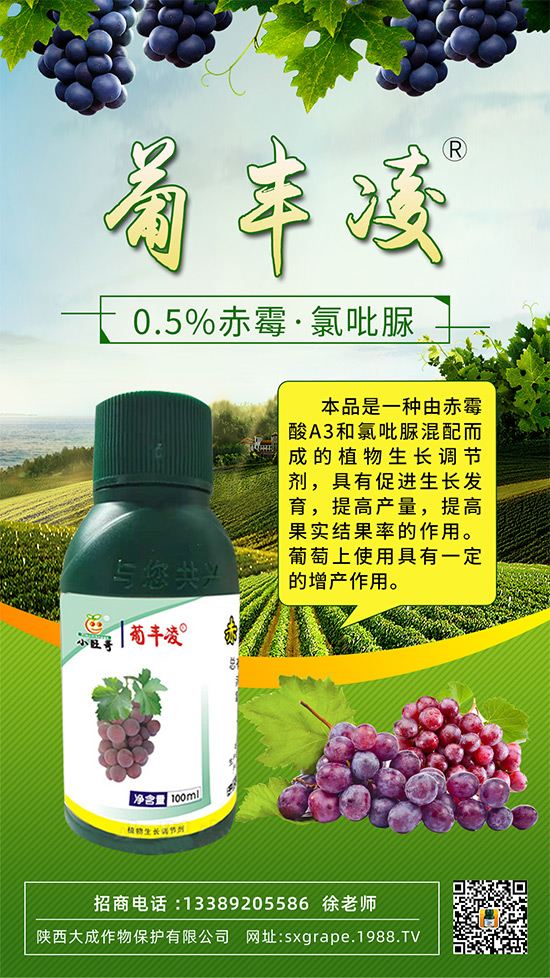 葡萄果粒稀疏，大小粒嚴重怎么辦？這些管理相當(dāng)重要