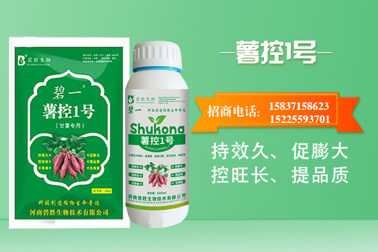 紅薯如何控旺？紅薯控旺有哪些措施？控旺產(chǎn)品怎么選？