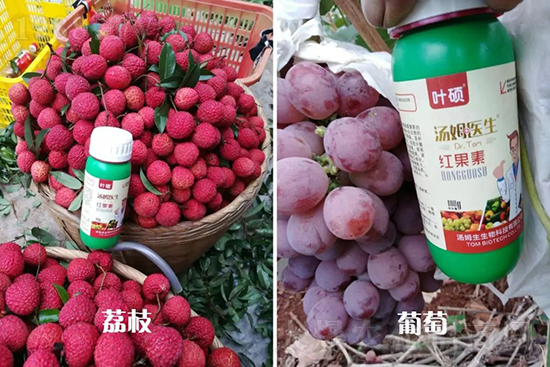 紅果素—只為轉(zhuǎn)色而生！轉(zhuǎn)色快、高，催紅不用愁！