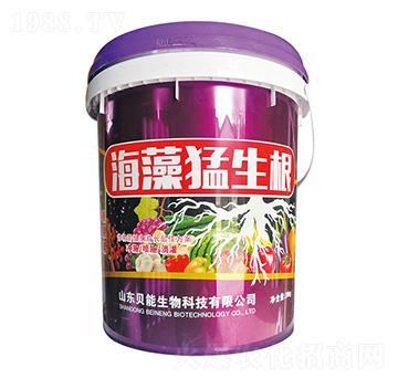 海藻猛生根-貝能生物